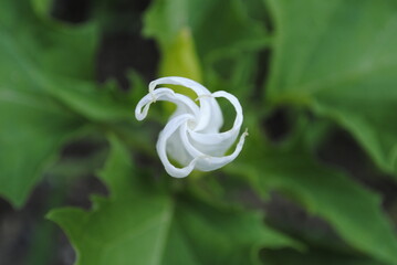 Jimson weed, latin name Datura stramonium. Unopened white flower bud of the jimsonweed plant, also...