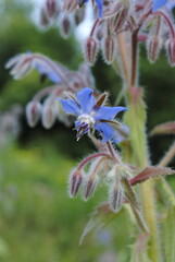 Borage, aka starflower, latin name Borago officinalis. A beautiful blue annual flower good for hay fields, edible. Bloom close up isolated macro.