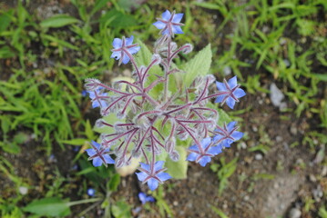 Top view of cluster of blue borage flowers blooming. Also known as starflower. Latin name Borago officinalis.