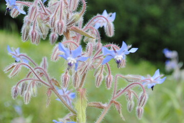 Cluster of beautiful blue borage flowers in bloom. Also known as starflower, latin name Borago officinalis. Close up macro shot of this flowering medicinal herb.