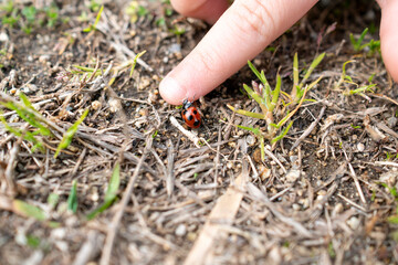 黒と赤のテントウムシ、てんとう虫と子供の手。芝生、土、公園。昆虫、虫。幸運のシンボル、幸せ、運気、スピリチュアル。ナナホシテントウ、Lady bugs