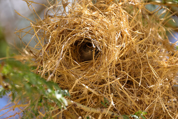 bird's nest in a tree