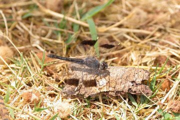 banded groundling dragonfly in Amboseli NP