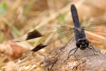 banded groundling dragonfly in Amboseli NP