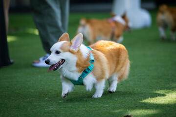 Adorable Welsh Corgi Puppy Enjoying a Park Stroll with Friends