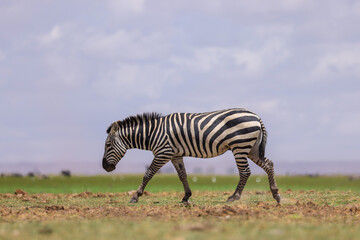 side view of a zebra in the endless savannah of Amboseli NP