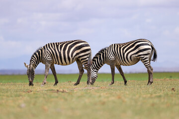 side view of two grazing zebras in Amboseli NP
