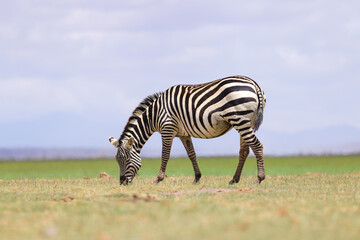 a grazing zebra in the green savannah of Kenya