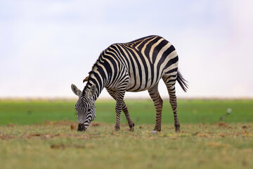 Fototapeta na wymiar a grazing zebra in the green savannah of Kenya