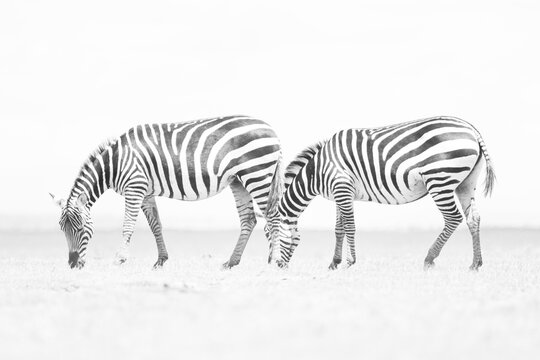 black and white picture of two grazing zebras in Amboseli NP, Kenya