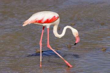 a flamingo in Amboseli NP