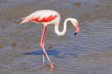 a flamingo in Amboseli NP
