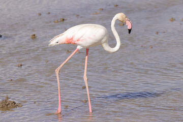Obraz premium one flamingo in Amboseli NP