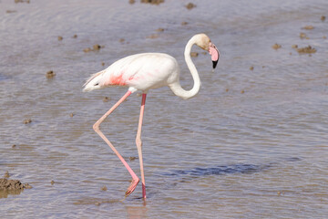 one flamingo in Amboseli NP