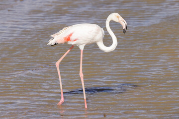 Obraz premium a flamingo in Amboseli NP