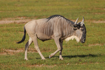 a wildebeest in the green savannah of Africa