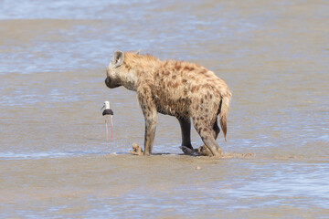 a hyena runs through the shallow waters of a lake in Amboseli NP