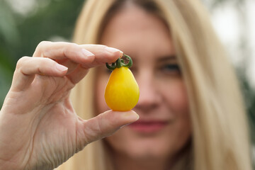 A female farmer is showing a yellow cherry tomato in the garden.