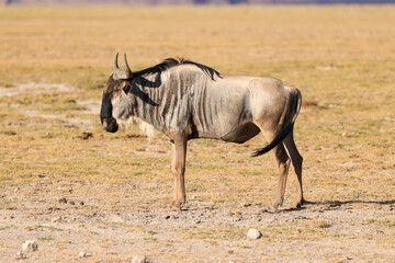 a wildebeest in the dry savannah of Amboseli NP