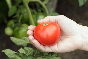 Gardener's hand is holding a red tomato near the bush in the garden.