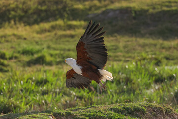 flying bald eagle in Amboseli