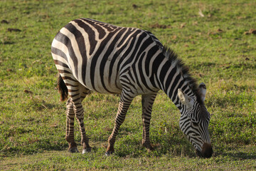 Fototapeta na wymiar a grazing zebra in Amboseli NP