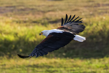 flying bald eagle in Amboseli