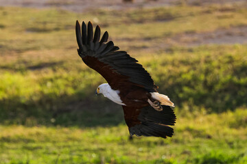taking off bald eagle in Amboseli NP