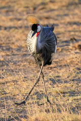 Fototapeta premium grey crowned crane in the savannah 