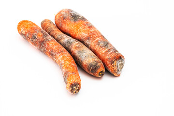 Karotten mit Schwarzfäule