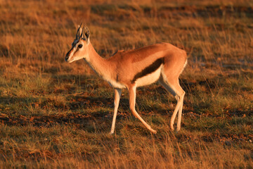 thompson gazelle in morning light