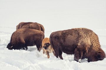 Little bison in snow