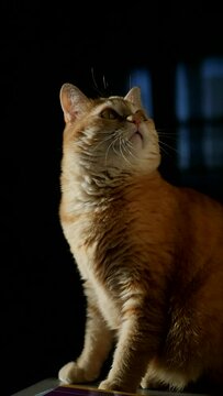 Vertical portrait of a ginger cat sitting on a table illuminated by sunlight and turning its head in different directions. Beautiful cute pet red cat with a white mustache. Vertical