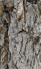 Old tree texture. Bark pattern, For background wood work, Bark of brown hardwood, thick bark hardwood, residential house wood. nature, tree, bark, hardwood, trunk, tree , tree trunk close up texture 