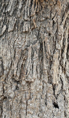 Old tree texture. Bark pattern, For background wood work, Bark of brown hardwood, thick bark hardwood, residential house wood. nature, tree, bark, hardwood, trunk, tree , tree trunk close up texture 