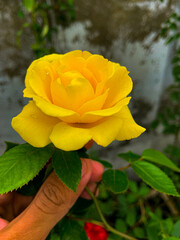 yellow rose in hand