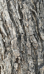 Old tree texture. Bark pattern, For background wood work, Bark of brown hardwood, thick bark hardwood, residential house wood. nature, tree, bark, hardwood, trunk, tree , tree trunk close up texture 