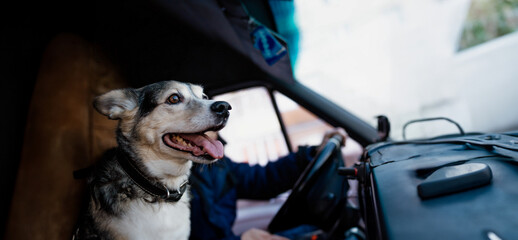 happy dog rides in a truck with a truck driver on a sunny day. Traveling with a dog in a car