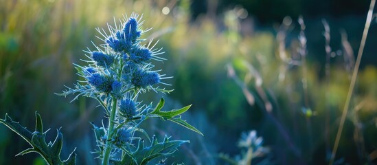 Sea Holly plant growing near Laugharne, Wales.