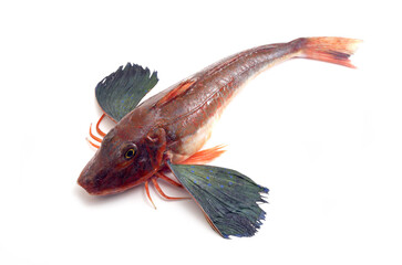 ホウボウ　食材　白バック