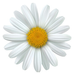 Graphic Illustration of a White Daisy Flower
