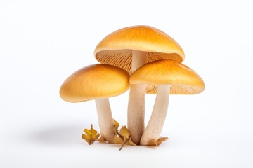 Fresh Mushrooms on White Background AI Generated