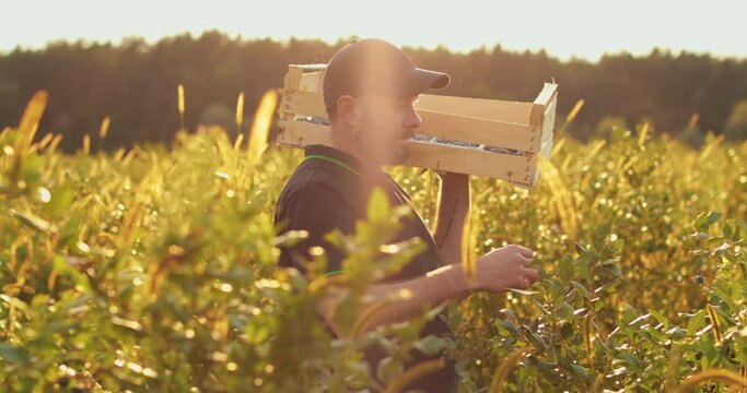 A farmer with a wooden box on his shoulder is picking blueberries. Real working process of harvesting on an organic eco farm, slow motion.
