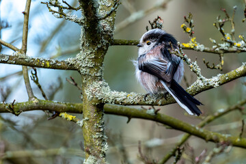 Aufgeplusterte h&uuml;bsche Schwanzmeise sitzt auf einem Ast