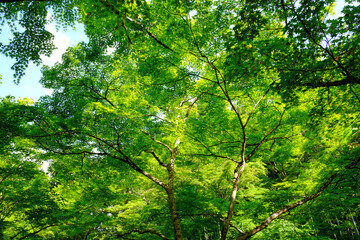 京都詩仙堂の青もみじ