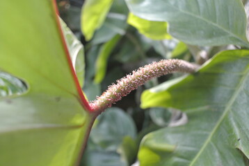 A close-up of a resilient houseplant. Green leaves speckled and Flower, sunlight, nature