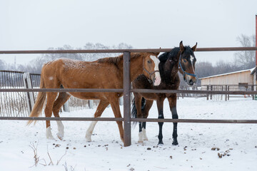 horses winter snow nature brown cold animal farm white beauty mammal season outdoors frost pasture field forest landscap