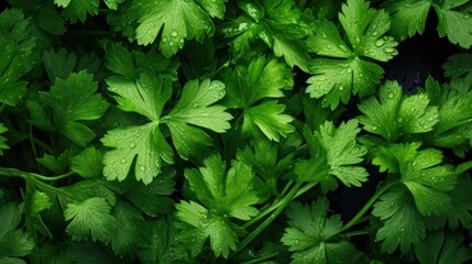 Extreme Closeup of Parsley: Highly Detailed Minimal Style Overhead View AI Generated