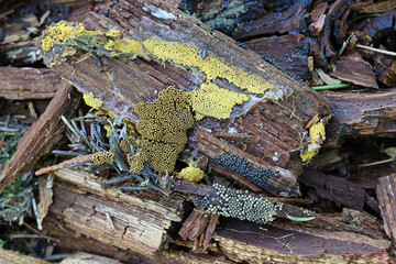 Trichia favoginea and Cribraria argillacea, two slime mold species from Finland side-by-side on decaying spruce log