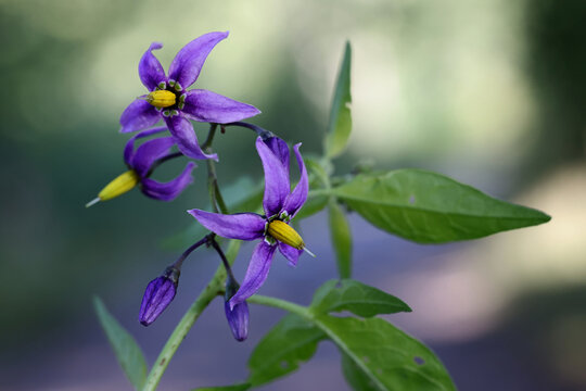 Bittersweet, Solanum dulcamara, known also as Bitter nightshade, Bittersweet nightshade or Blue bindweed, wild poisonous plant from Finland